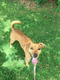 Ginger, an adoptable Labrador Retriever in Acworth, GA, 30101 | Photo Image 2