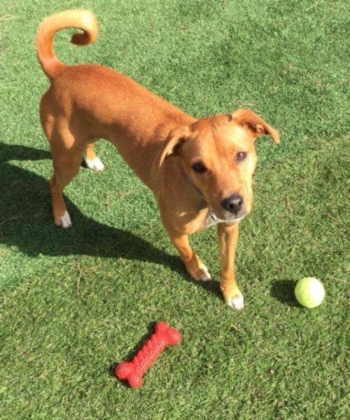 Ginger, an adoptable Labrador Retriever in Acworth, GA, 30101 | Photo Image 3