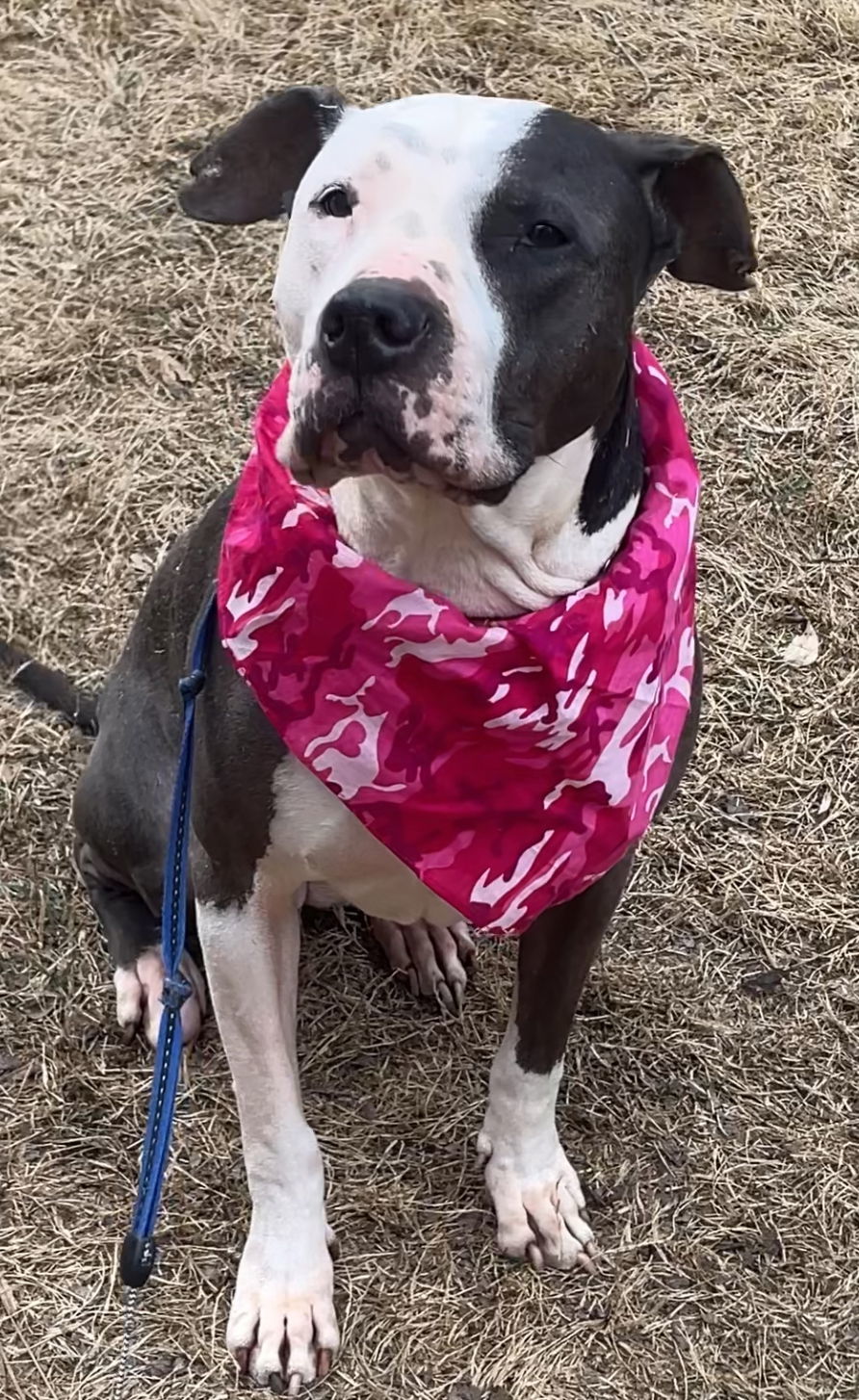 Rose, an adoptable American Bulldog, American Staffordshire Terrier in Acworth, GA, 30101 | Photo Image 1