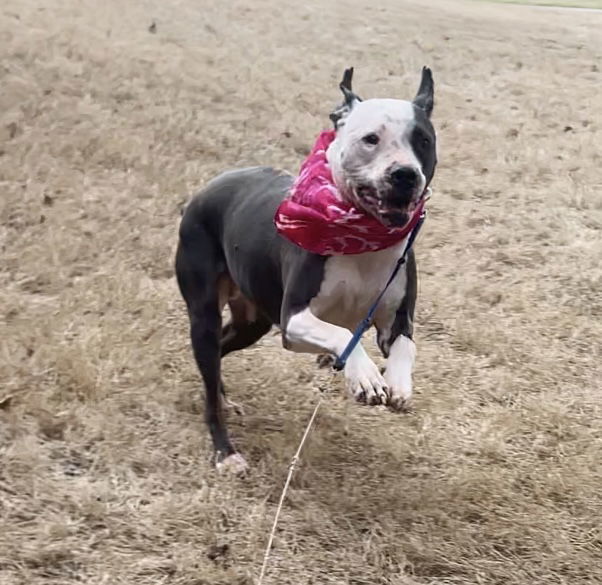 Rose, an adoptable American Bulldog, American Staffordshire Terrier in Acworth, GA, 30101 | Photo Image 2