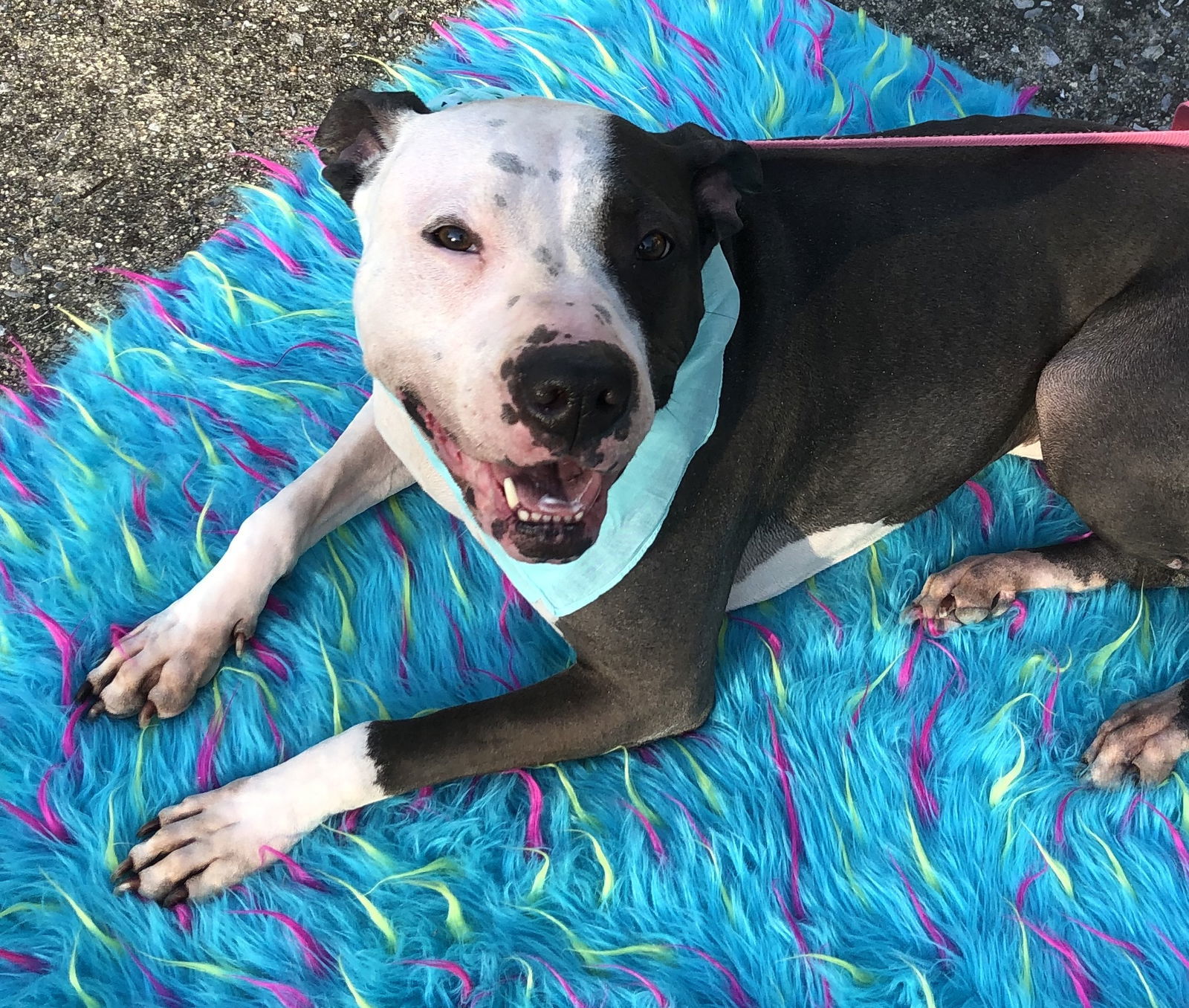 Rose, an adoptable American Bulldog, American Staffordshire Terrier in Acworth, GA, 30101 | Photo Image 3