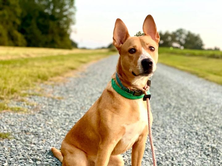 Basenji store border collie