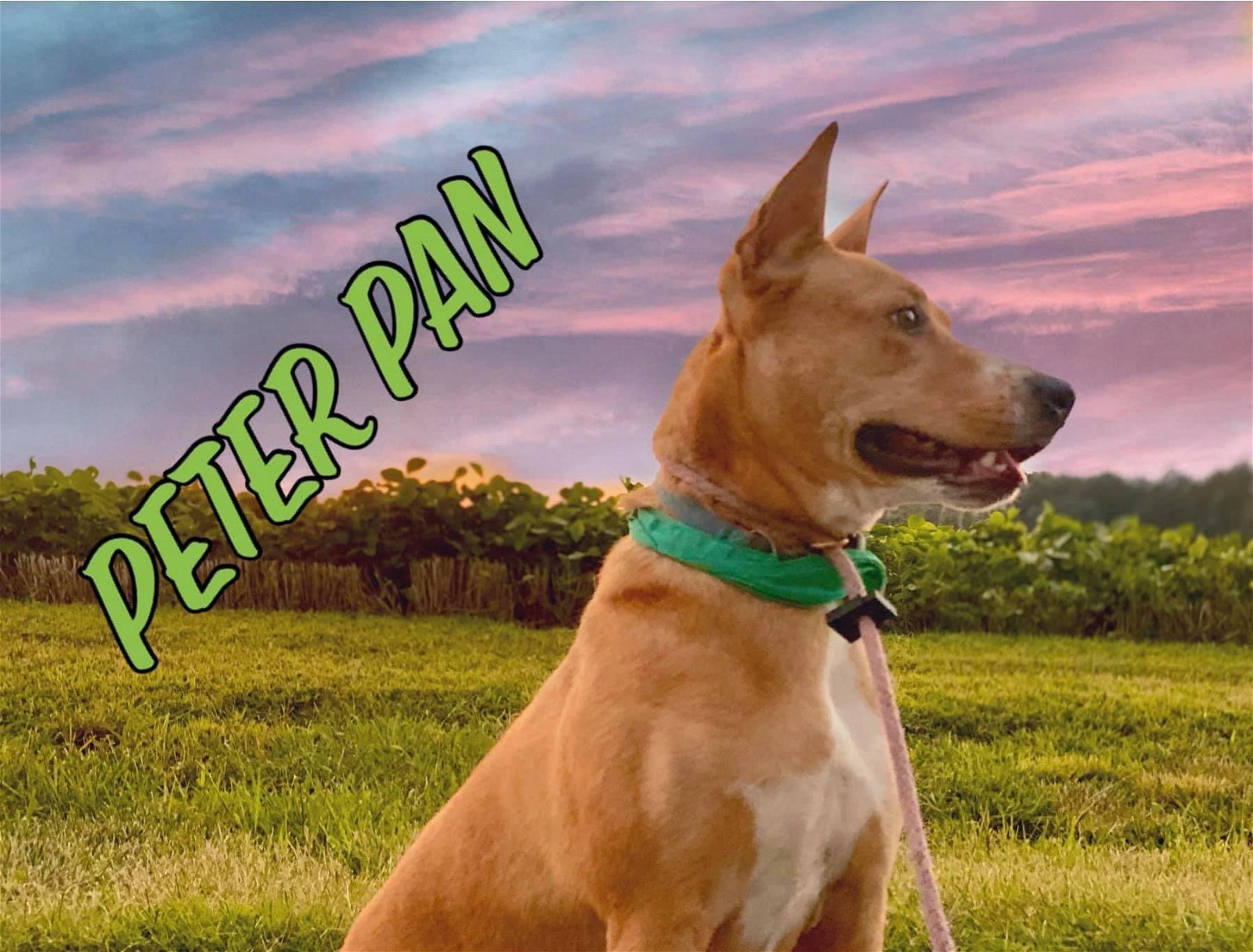 Peter Pan, an adoptable Border Collie, Basenji in Mint Hill, NC, 28227 | Photo Image 3