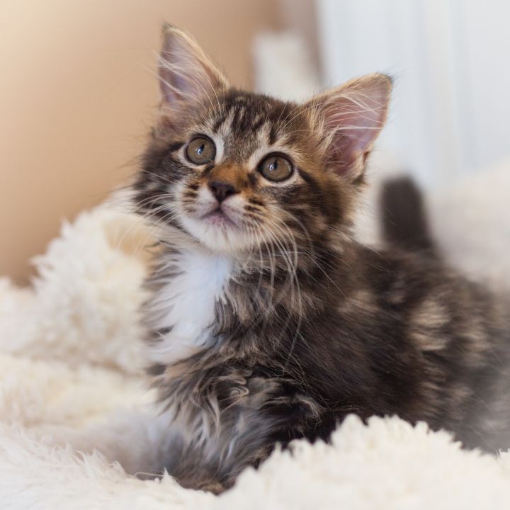 Bellamy, an adopted Maine Coon in Ponte Vedra, FL_image-4