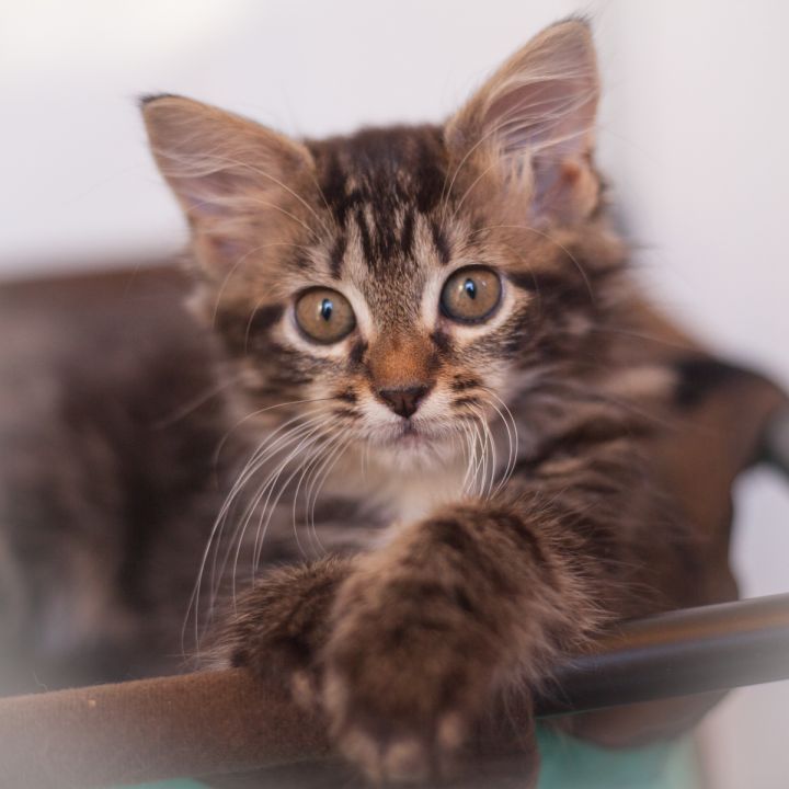 Bellamy, an adopted Maine Coon in Ponte Vedra, FL_image-1