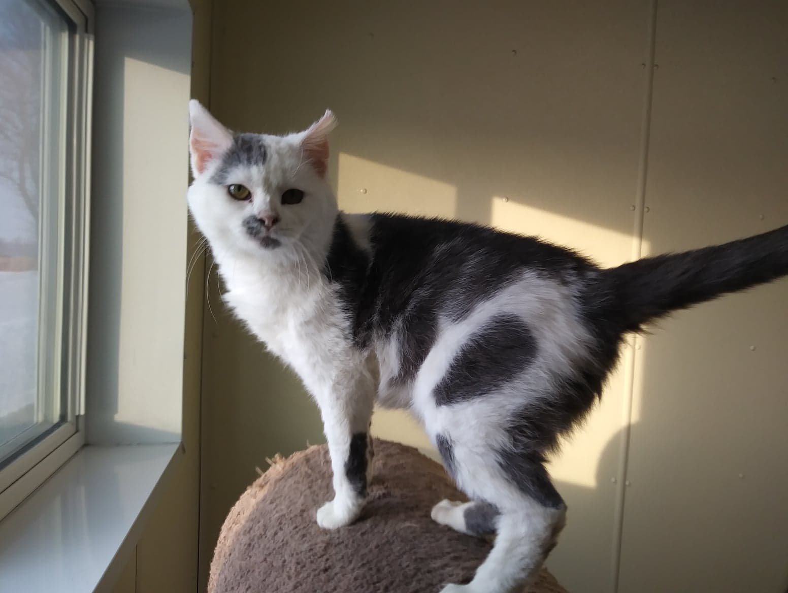 Bentley, an adoptable Domestic Short Hair in Austin, MN, 55912 | Photo Image 1