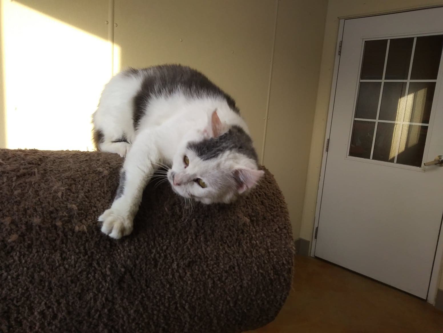 Bentley, an adoptable Domestic Short Hair in Austin, MN, 55912 | Photo Image 2