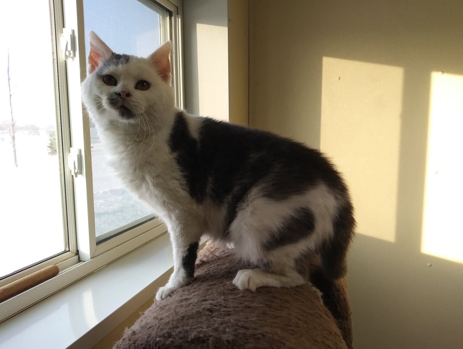 Bentley, an adoptable Domestic Short Hair in Austin, MN, 55912 | Photo Image 3