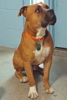 Nacho, an adoptable Boxer, American Staffordshire Terrier in Green Valley, AZ, 85614 | Photo Image 1