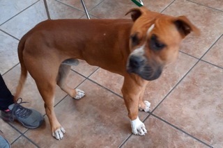 Nacho, an adoptable Boxer, American Staffordshire Terrier in Green Valley, AZ, 85614 | Photo Image 6
