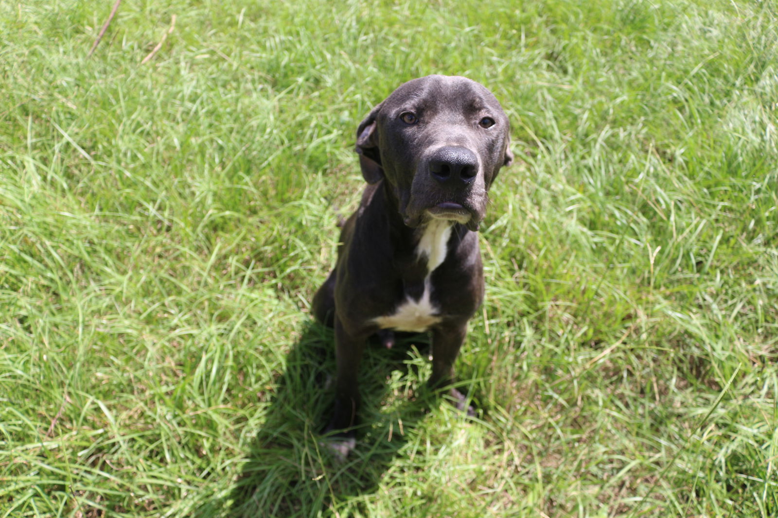 Lexington, an adoptable Great Dane, Black Labrador Retriever in Jackson, MS, 39213 | Photo Image 1