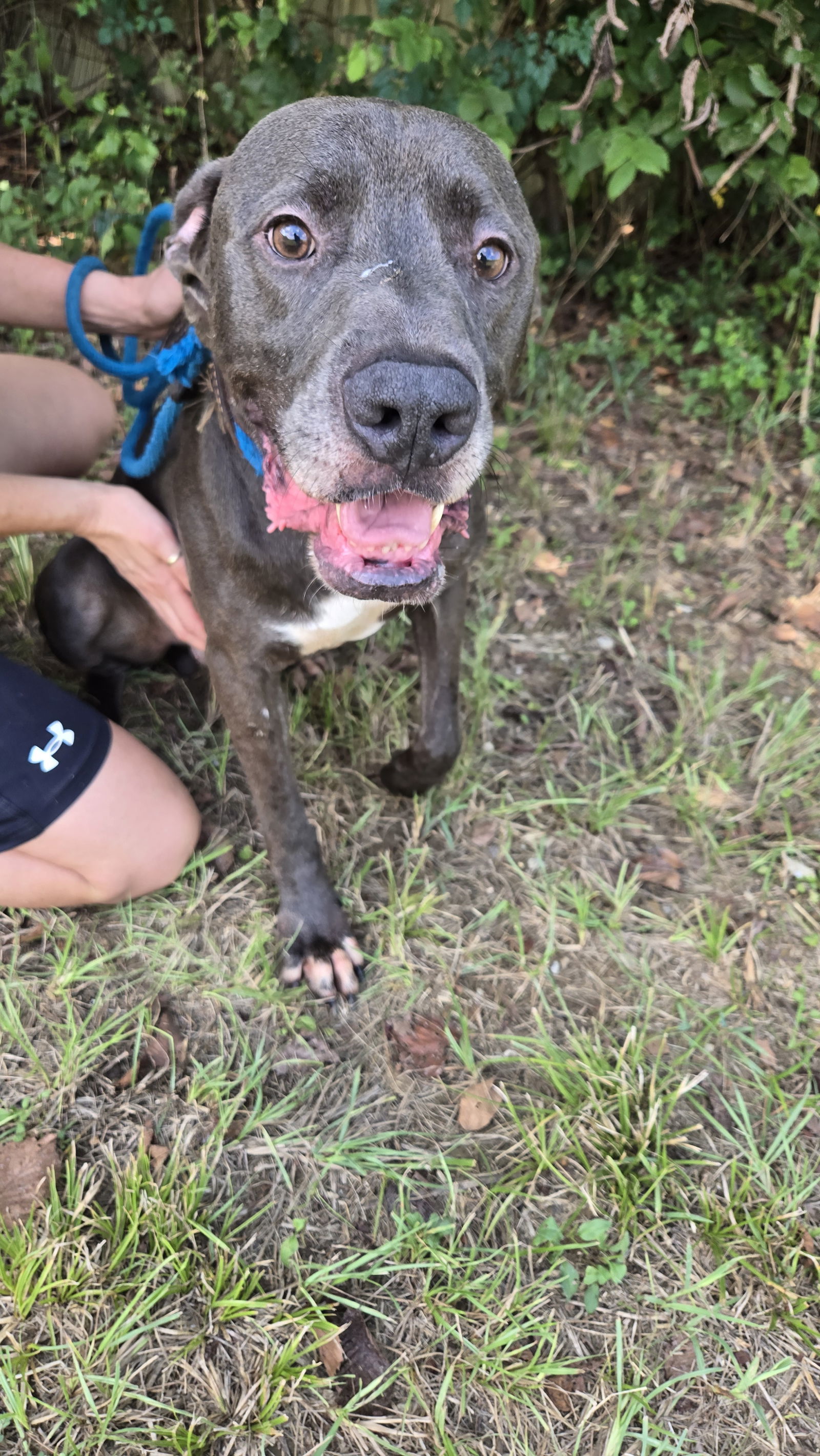 Lexington, an adoptable Great Dane, Black Labrador Retriever in Jackson, MS, 39213 | Photo Image 1