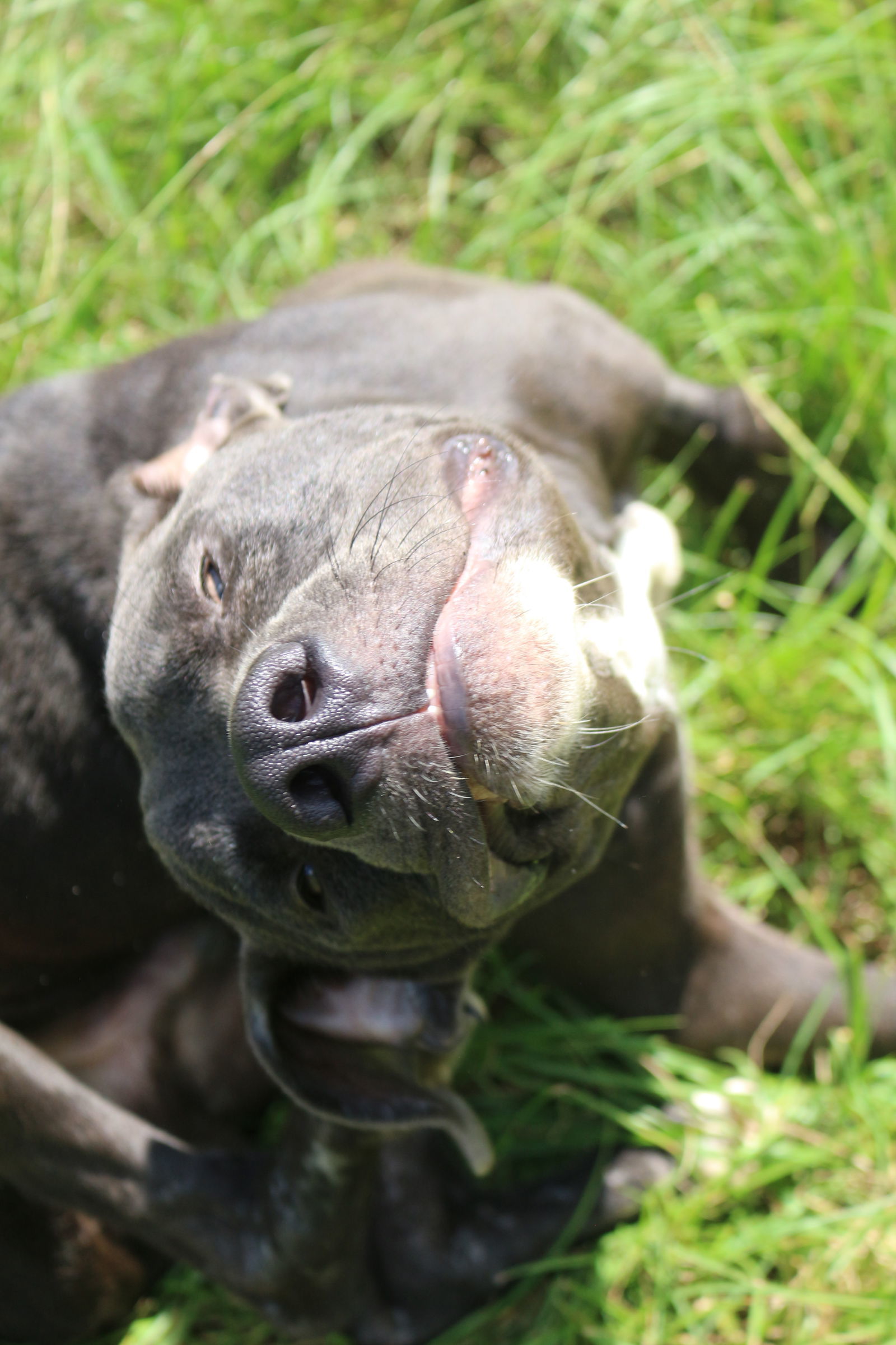 Lexington, an adoptable Great Dane, Black Labrador Retriever in Jackson, MS, 39213 | Photo Image 3