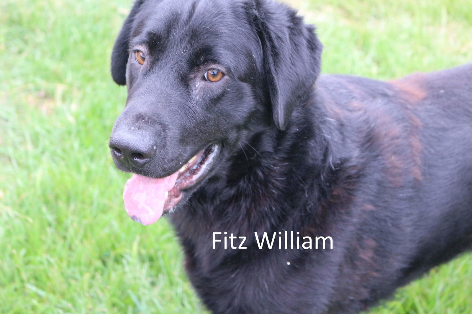 Fitzwilliam, an adoptable Black Labrador Retriever in Jackson, MS, 39213 | Photo Image 1