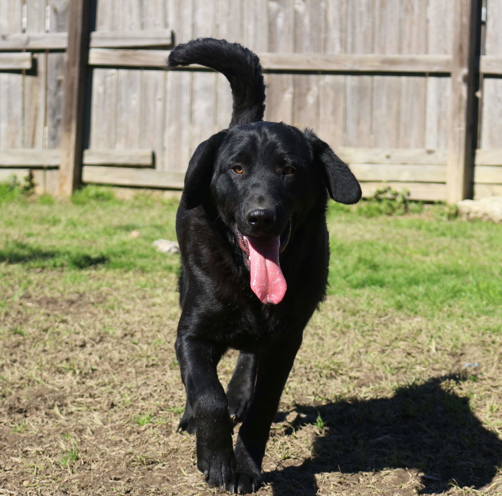 Fitzwilliam, an adoptable Black Labrador Retriever in Jackson, MS, 39213 | Photo Image 2