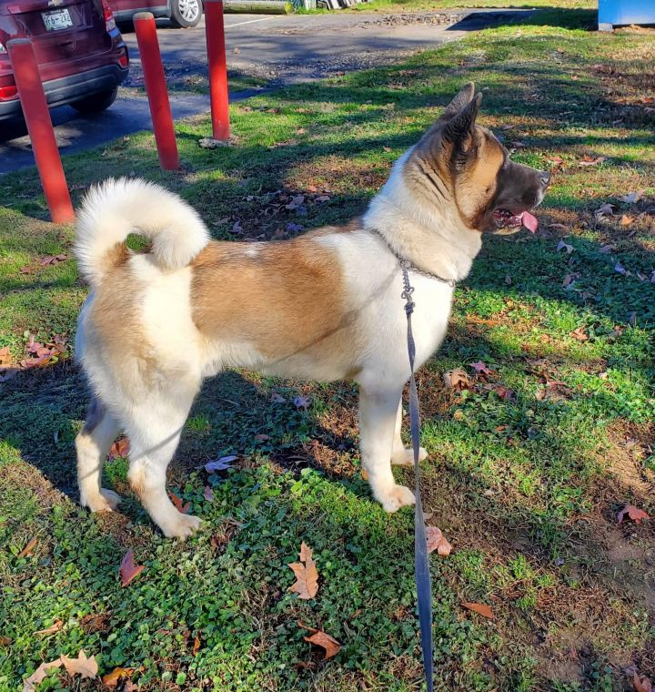 Female 2024 akita rescue