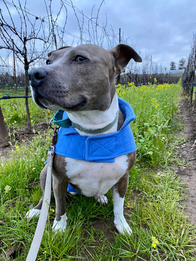 Cheyenne, an adoptable Pit Bull Terrier, American Staffordshire Terrier in Napa, CA, 94559 | Photo Image 1