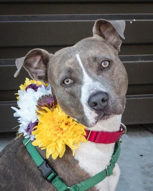 Cheyenne, an adoptable Pit Bull Terrier, American Staffordshire Terrier in Napa, CA, 94559 | Photo Image 2