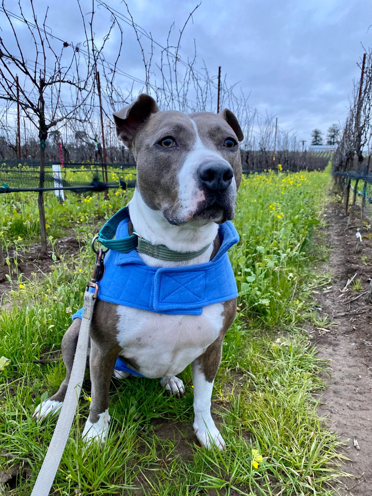 Cheyenne, an adoptable Pit Bull Terrier, American Staffordshire Terrier in Napa, CA, 94559 | Photo Image 3