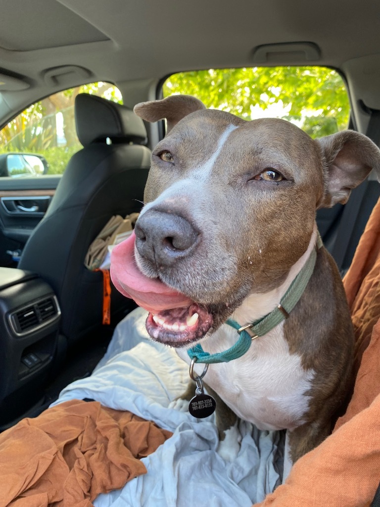 Cheyenne, an adoptable Pit Bull Terrier, American Staffordshire Terrier in Napa, CA, 94559 | Photo Image 4