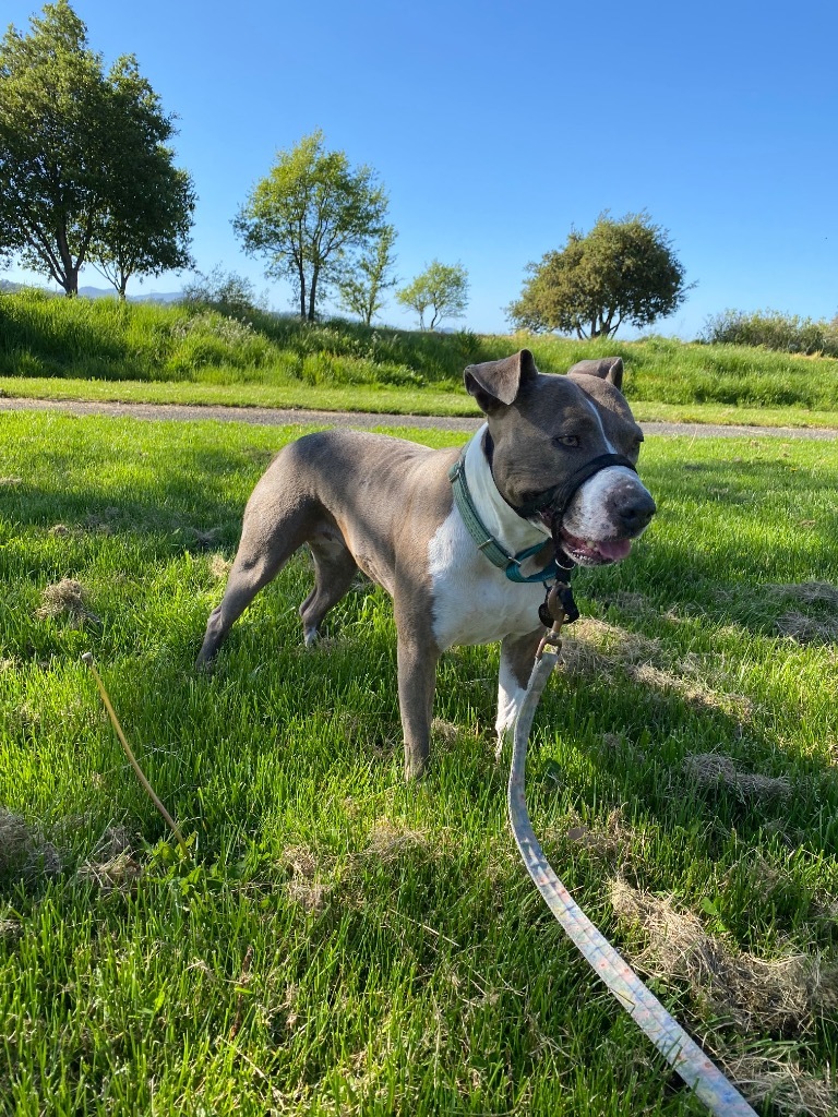 Cheyenne, an adoptable Pit Bull Terrier, American Staffordshire Terrier in Napa, CA, 94559 | Photo Image 6