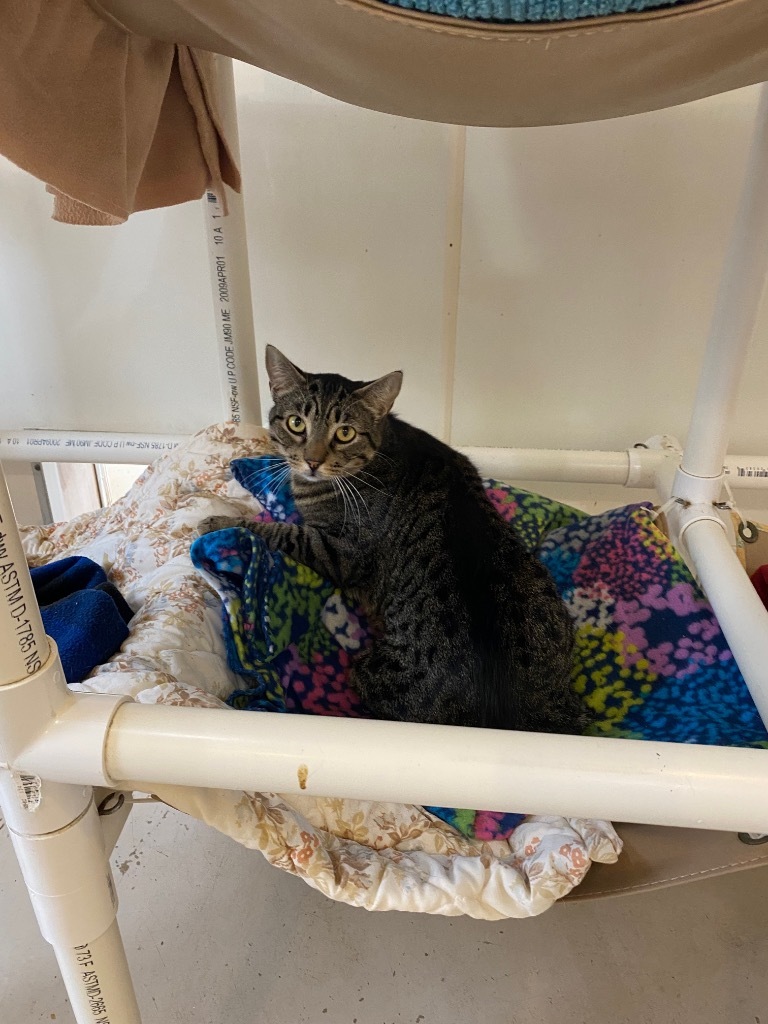 Arthur, an adoptable Domestic Short Hair in Bourbonnais, IL, 60914 | Photo Image 3