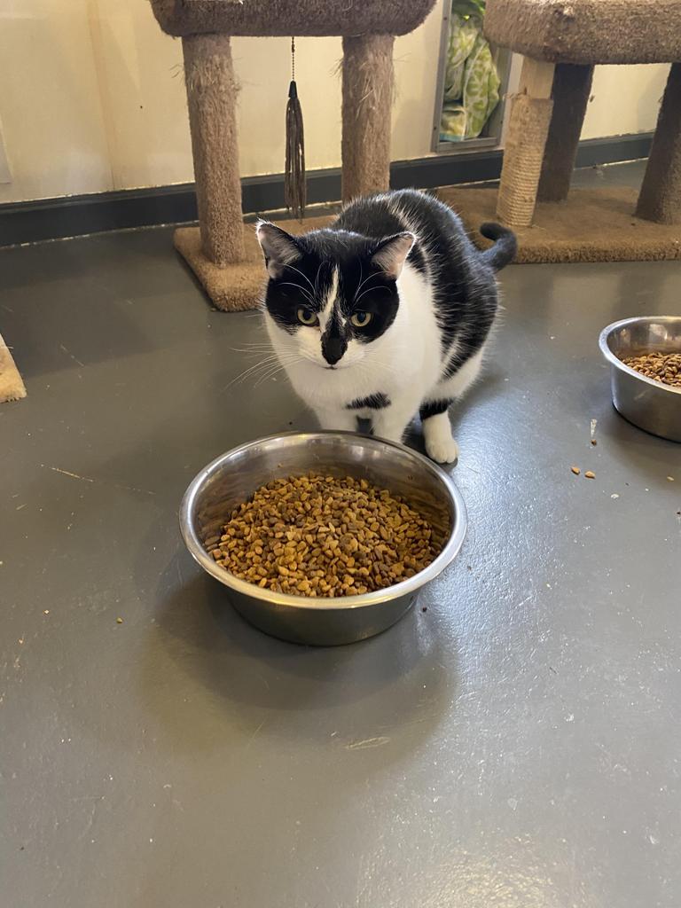 Betsy, an adoptable Domestic Short Hair in Bourbonnais, IL, 60914 | Photo Image 1