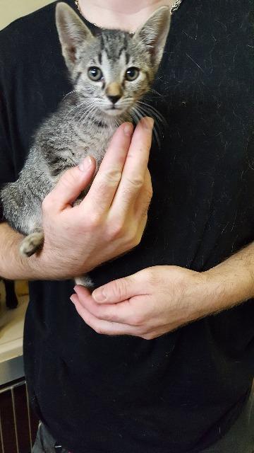 Collete, an adoptable Domestic Short Hair in Paris, TX, 75460 | Photo Image 1