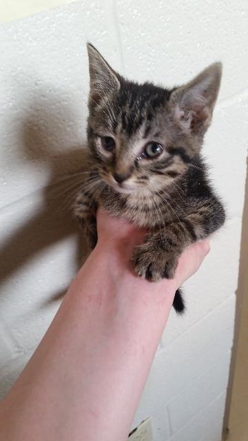 Brillo, an adoptable Domestic Short Hair in Paris, TX, 75460 | Photo Image 1