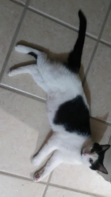 Isabella, an adoptable Domestic Short Hair in Paris, TX, 75460 | Photo Image 1