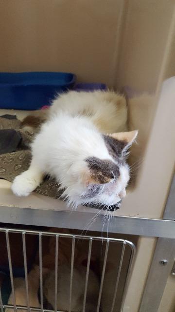 Roanna, an adoptable Domestic Medium Hair in Paris, TX, 75460 | Photo Image 1