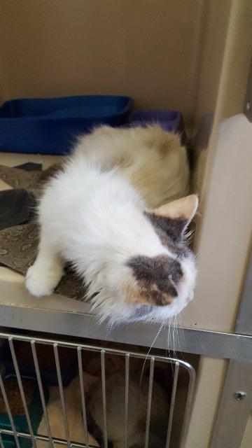 Roanna, an adoptable Domestic Medium Hair in Paris, TX, 75460 | Photo Image 2