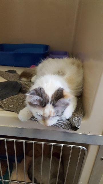 Roanna, an adoptable Domestic Medium Hair in Paris, TX, 75460 | Photo Image 3