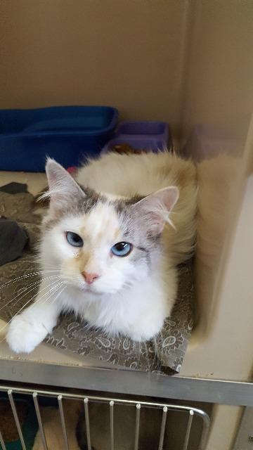 Roanna, an adoptable Domestic Medium Hair in Paris, TX, 75460 | Photo Image 4