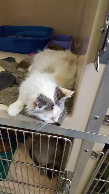 Roanna, an adoptable Domestic Medium Hair in Paris, TX, 75460 | Photo Image 5