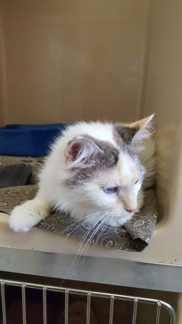 Roanna, an adoptable Domestic Medium Hair in Paris, TX, 75460 | Photo Image 6