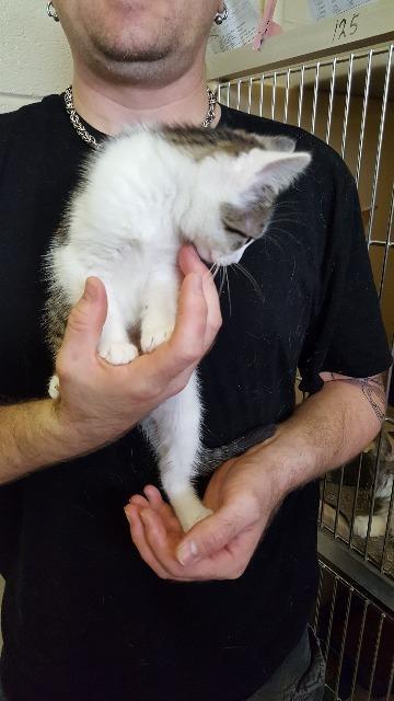 Sundance, an adoptable Domestic Short Hair in Paris, TX, 75460 | Photo Image 1