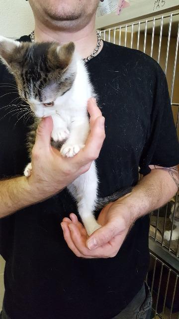 Sundance, an adoptable Domestic Short Hair in Paris, TX, 75460 | Photo Image 2