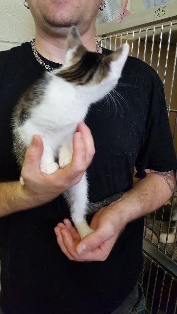 Sundance, an adoptable Domestic Short Hair in Paris, TX, 75460 | Photo Image 3