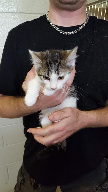 Sundance, an adoptable Domestic Short Hair in Paris, TX, 75460 | Photo Image 4