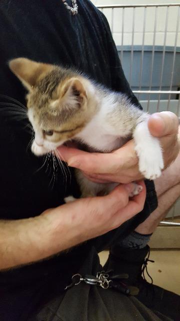 Danteen, an adoptable Domestic Short Hair in Paris, TX, 75460 | Photo Image 1