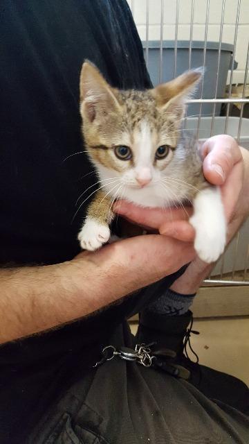 Danteen, an adoptable Domestic Short Hair in Paris, TX, 75460 | Photo Image 2