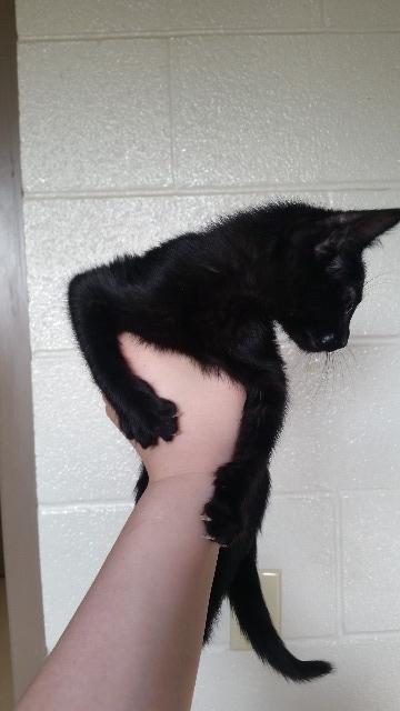 Caspar, an adoptable Domestic Short Hair in Paris, TX, 75460 | Photo Image 2