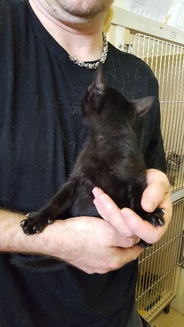 Caspar, an adoptable Domestic Short Hair in Paris, TX, 75460 | Photo Image 3