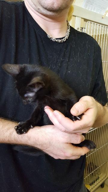 Caspar, an adoptable Domestic Short Hair in Paris, TX, 75460 | Photo Image 4