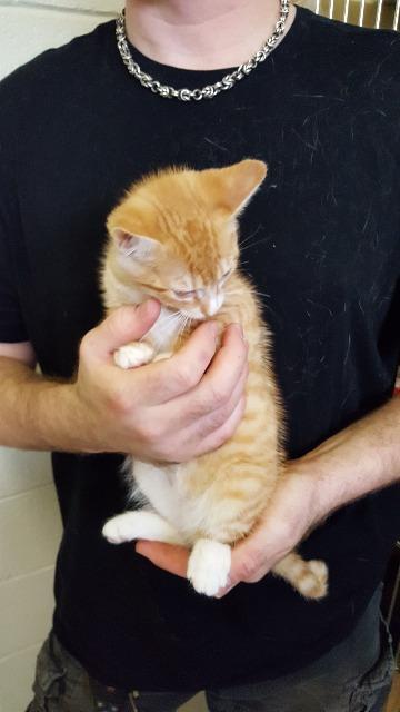 Keenan, an adoptable Domestic Short Hair in Paris, TX, 75460 | Photo Image 1