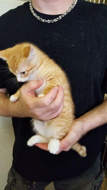 Keenan, an adoptable Domestic Short Hair in Paris, TX, 75460 | Photo Image 2