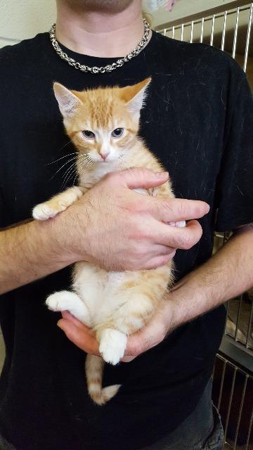 Keenan, an adoptable Domestic Short Hair in Paris, TX, 75460 | Photo Image 3