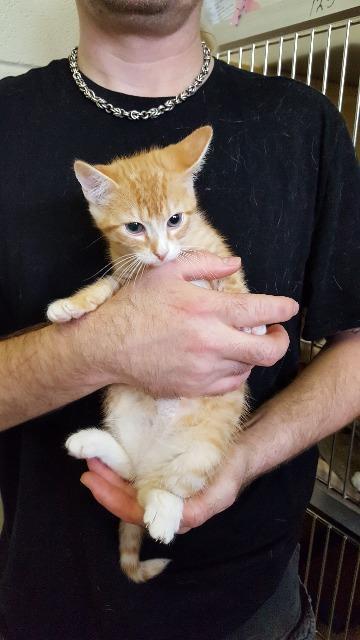 Keenan, an adoptable Domestic Short Hair in Paris, TX, 75460 | Photo Image 4