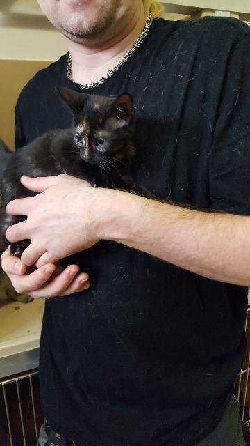 Jesse, an adoptable Domestic Short Hair in Paris, TX, 75460 | Photo Image 1